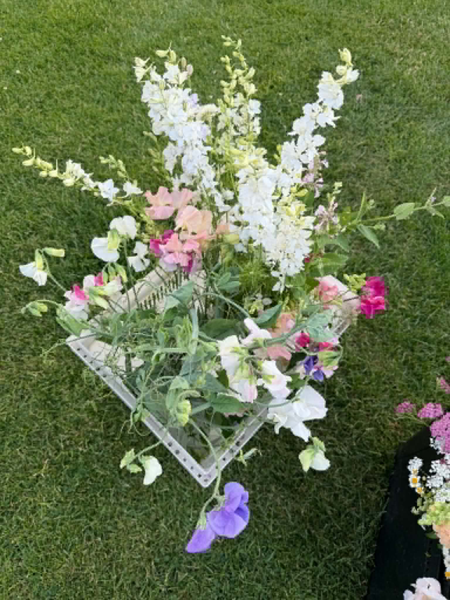 Sweet peas gathered in a clear vase